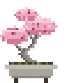 桜の盆栽